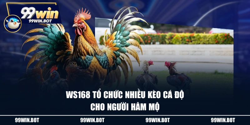 Review Sảnh Đá Gà WS168 Tại Nhà Cái Trực Tuyến 99WIN 3 WS168 tổ chức nhiều kèo cá độ cho người hâm mộ